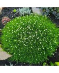 Sagina subulata Green Moss у саду